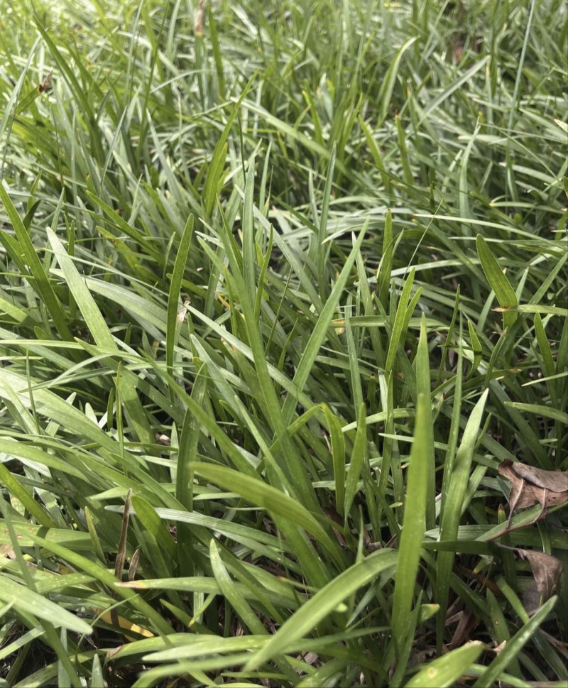 兰花三七草，枝叶清秀饱满，基地常年大量批发