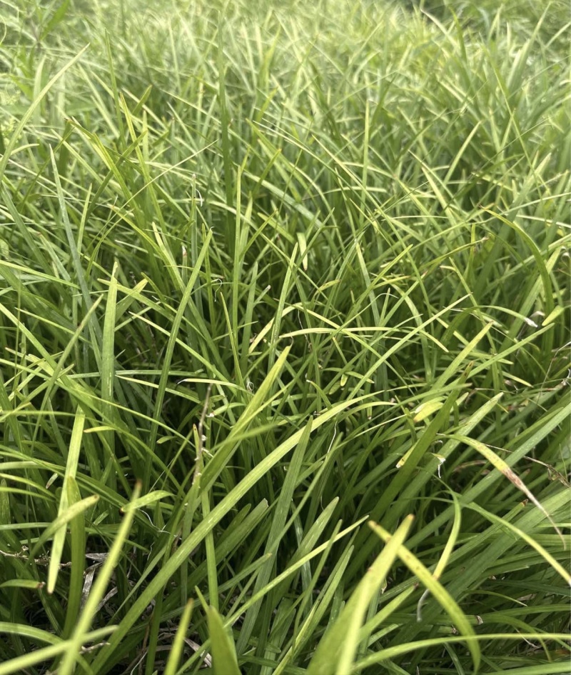 兰花三七草，枝叶清秀饱满，基地常年大量批发