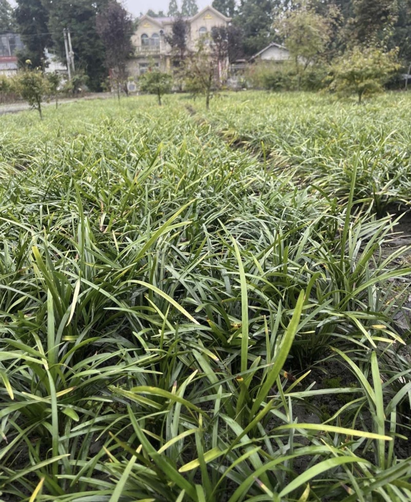 兰花三七草，枝叶清秀饱满，基地常年大量批发