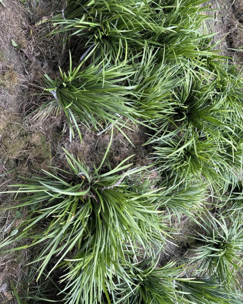 兰花三七草，枝叶清秀饱满，基地常年大量批发