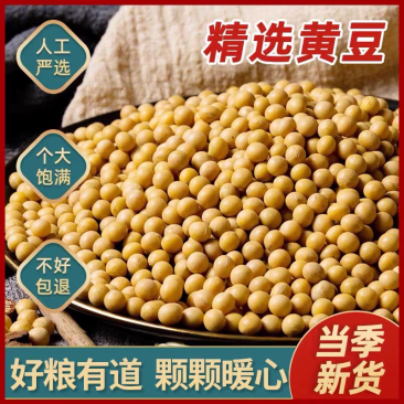 新货大豆黄豆粒水分8-9无霉变无坏颗粒非转基因全国发货