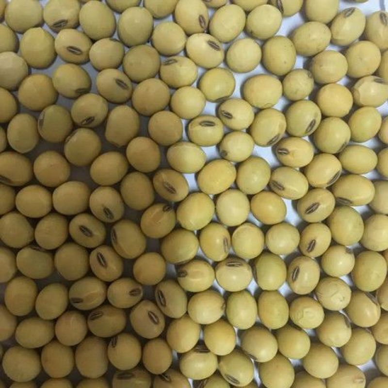 黄豆粒大豆水分8-9无坏颗粒无霉变非转基因全国发货