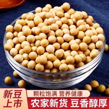 黄豆粒大豆水分8-9无坏颗粒无霉变非转基因全国发货