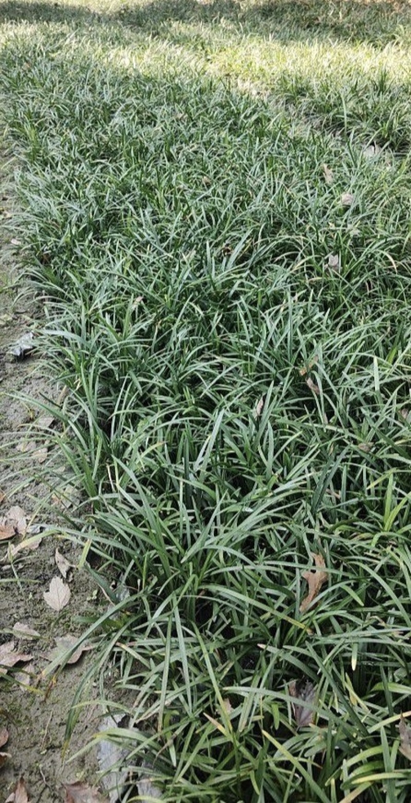 兰花三七草，枝叶清秀饱满，基地常年大量批发