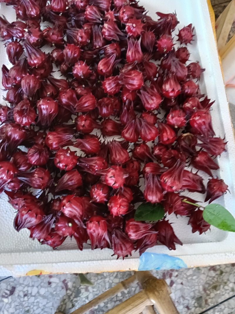 洛神花