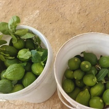 香水柠檬