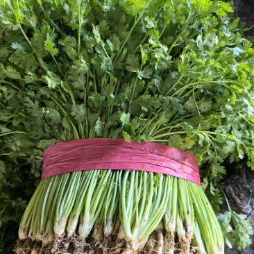优质香菜大量上市，代发全国，欢迎全国客商前来采购。