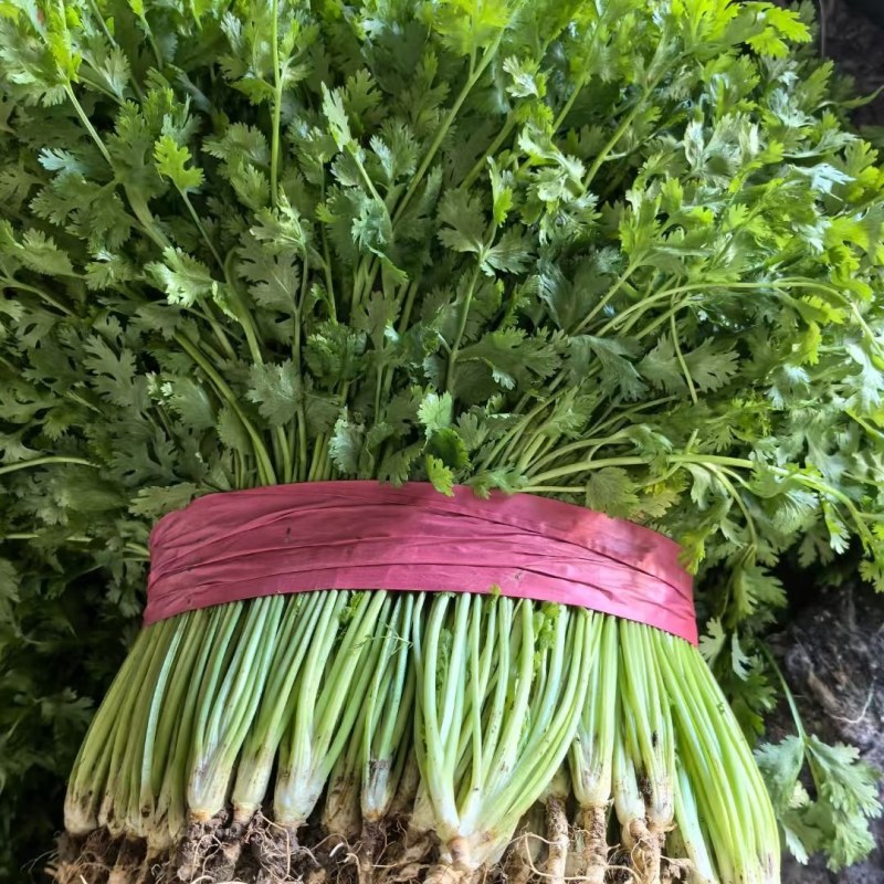 优质香菜大量上市，代发全国，欢迎全国客商前来采购。