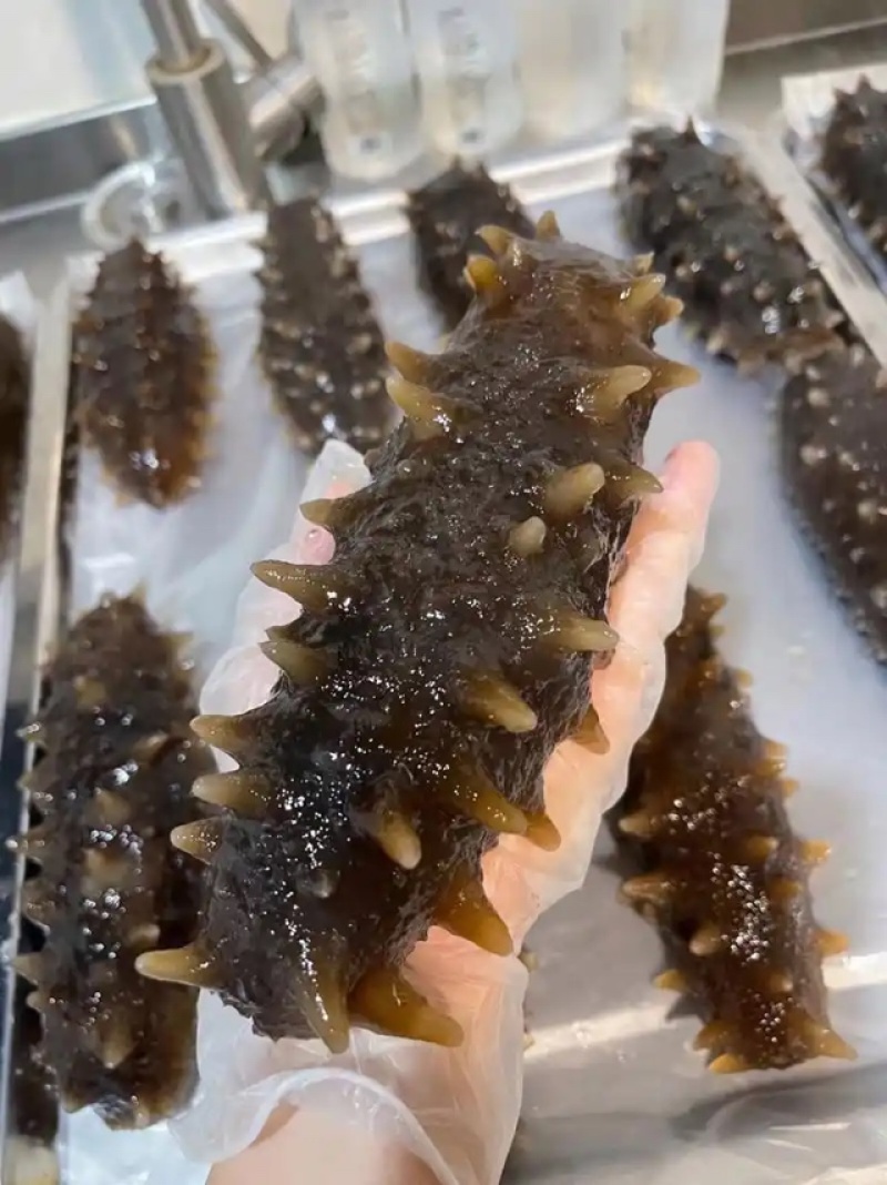 辽宁大连长海县海参即食海参鲜食海参深海海参一件代发