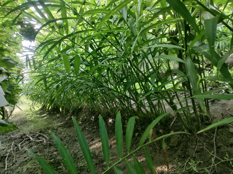 木人自已种的生姜