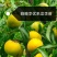 蜂糖李优系龙李苗，早产丰产质脆味甜蜂糖李升级品种