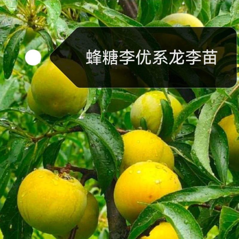 蜂糖李优系龙李苗，早产丰产质脆味甜蜂糖李升级品种