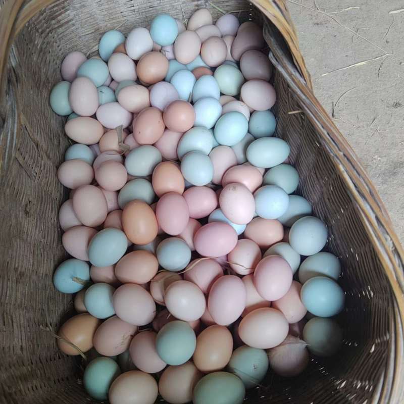 林下散养绿壳土鸡蛋
