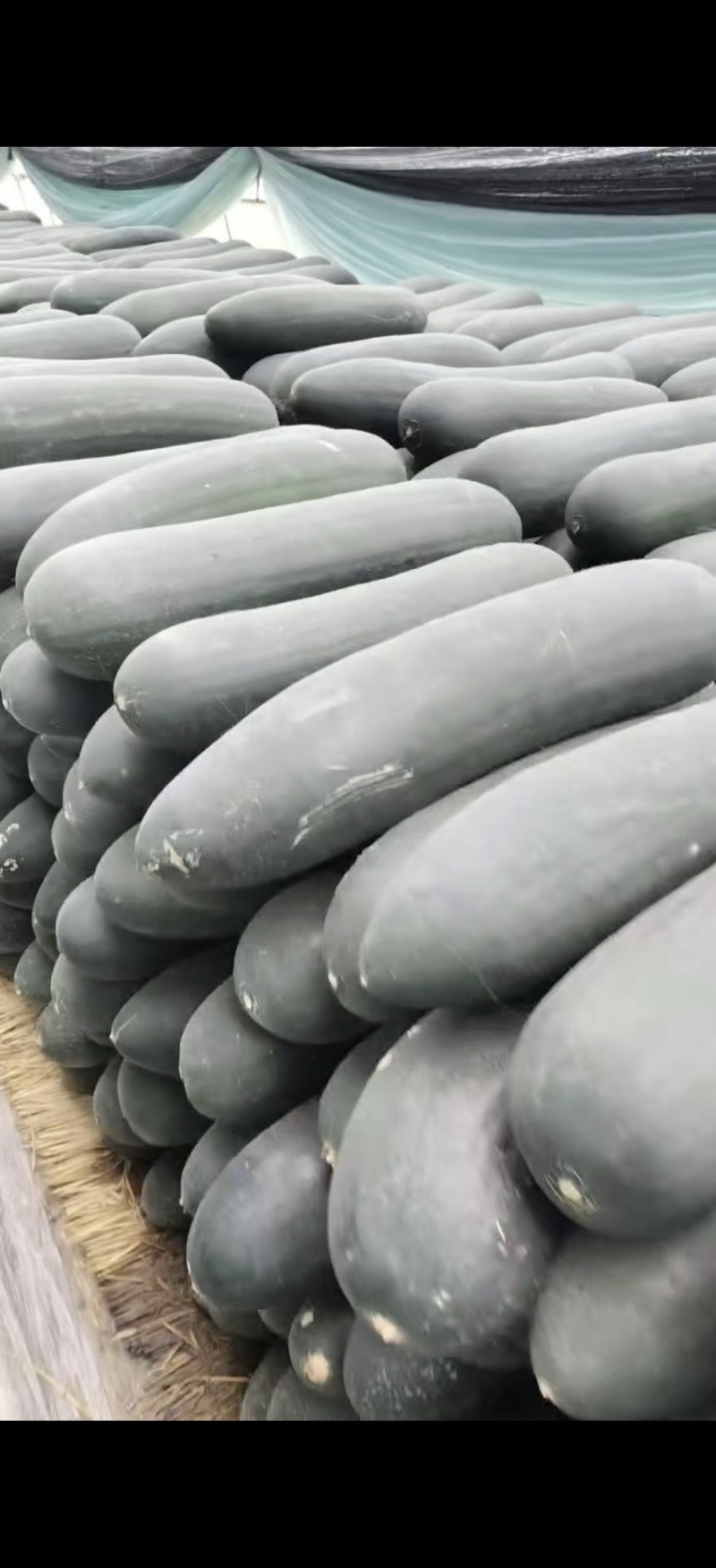 冬瓜吊冬瓜一手货源产地直发精品质量保质保量