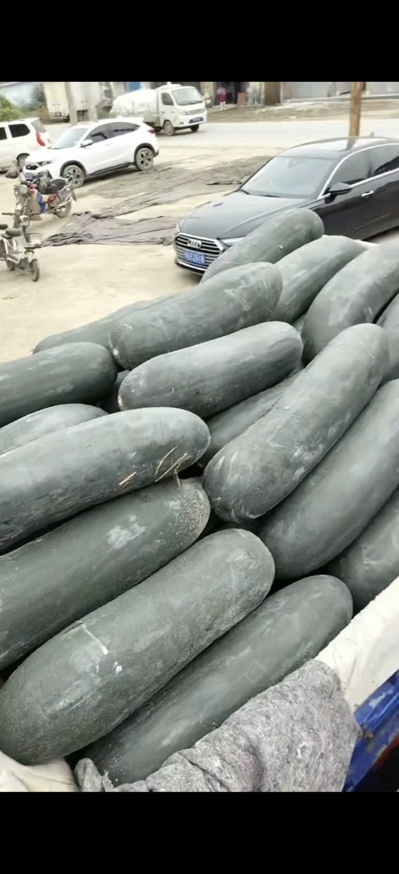 冬瓜吊冬瓜一手货源产地直发精品质量保质保量