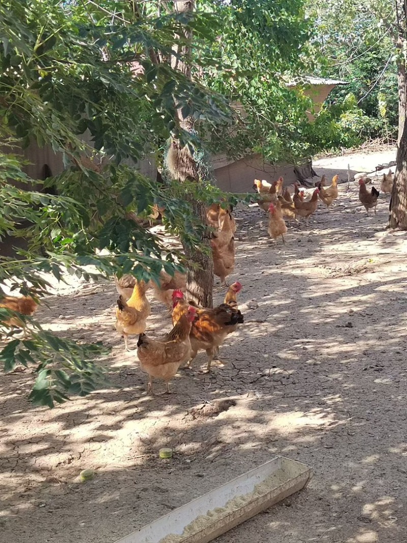 林下散养绿壳土鸡蛋