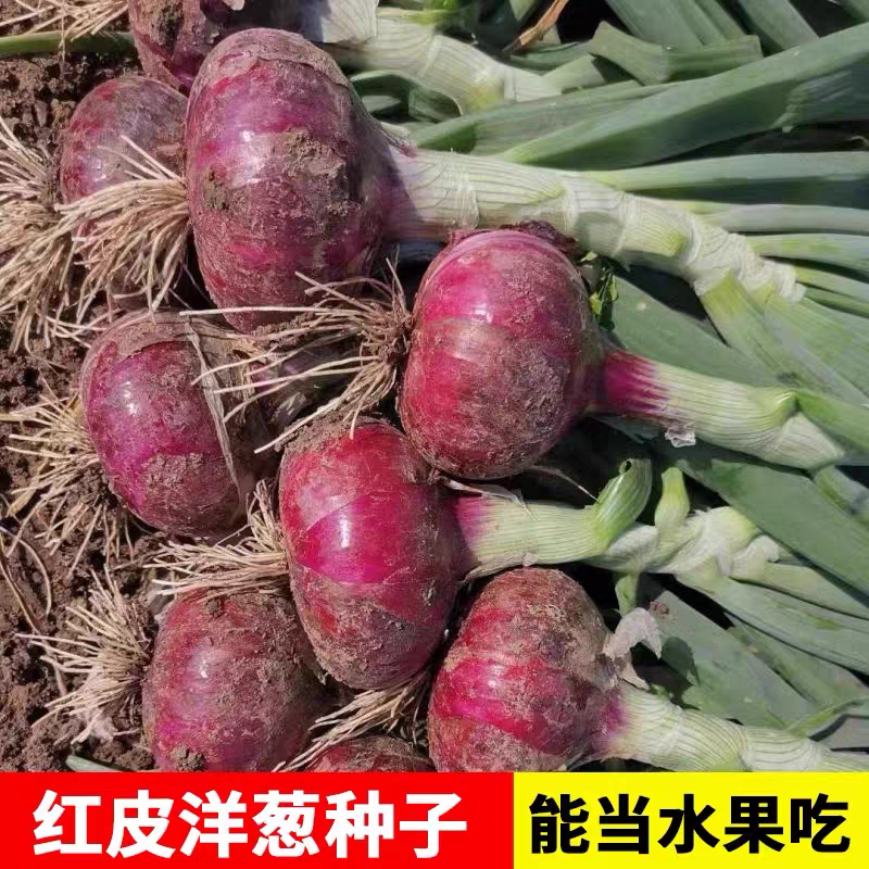 洋葱苗，《半高壮，二红，紫红》产量高，电商货大量