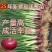 洋葱苗，《半高壮，二红，紫红》产量高，电商货大量