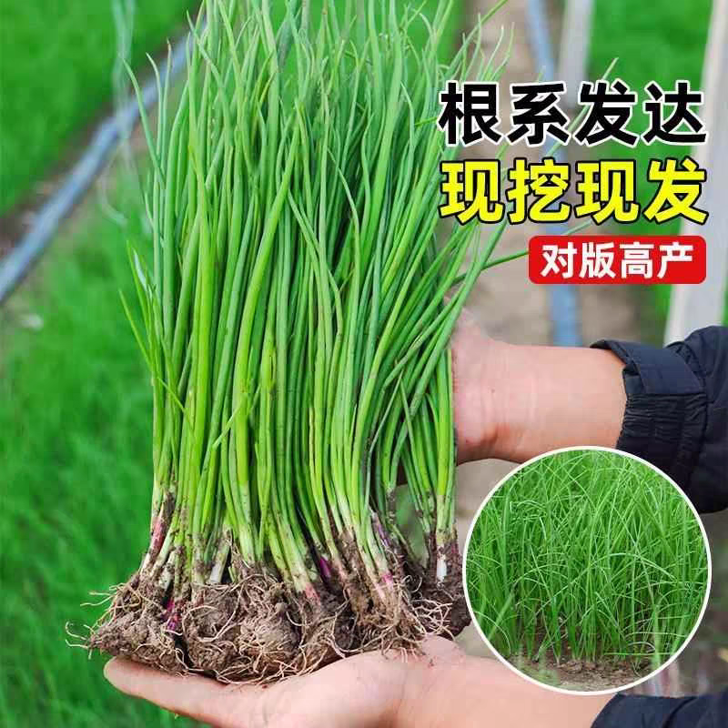 洋葱苗，《半高壮，二红，紫红》产量高，电商货大量