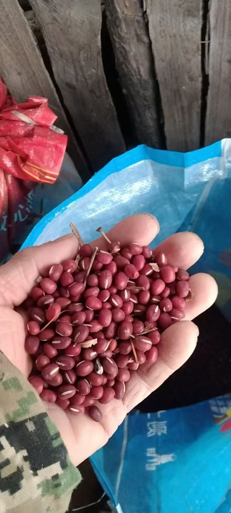 大量出售红小豆