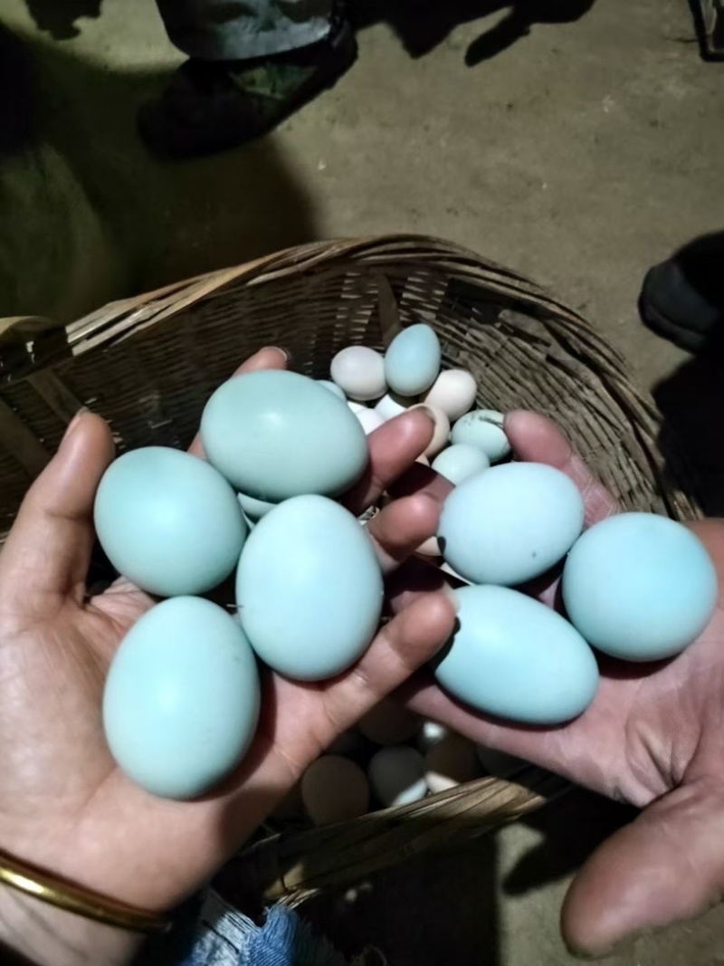 林下散养绿壳土鸡蛋