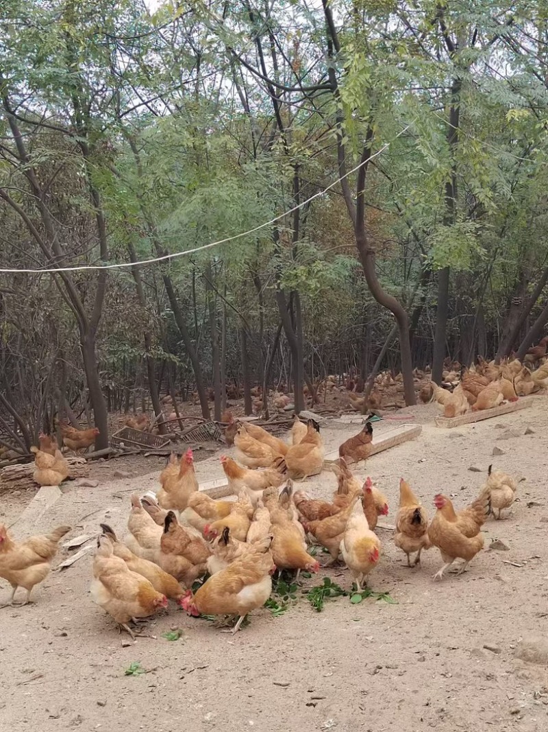 林下散养绿壳土鸡蛋