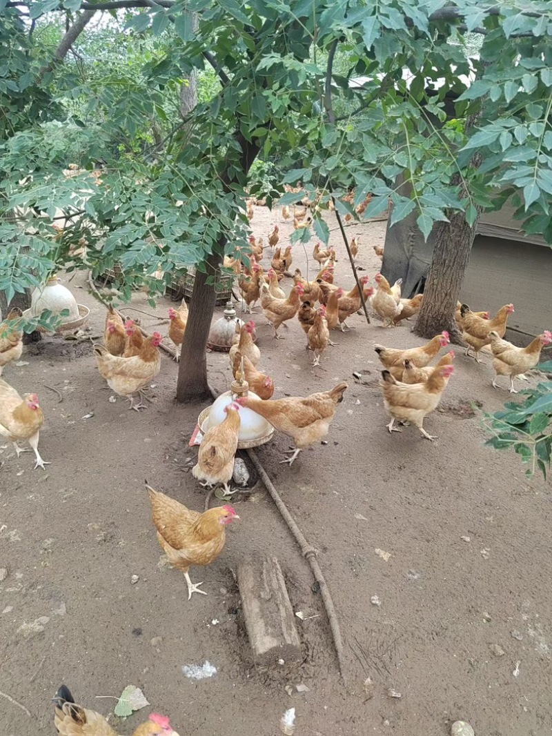 林下散养绿壳土鸡蛋