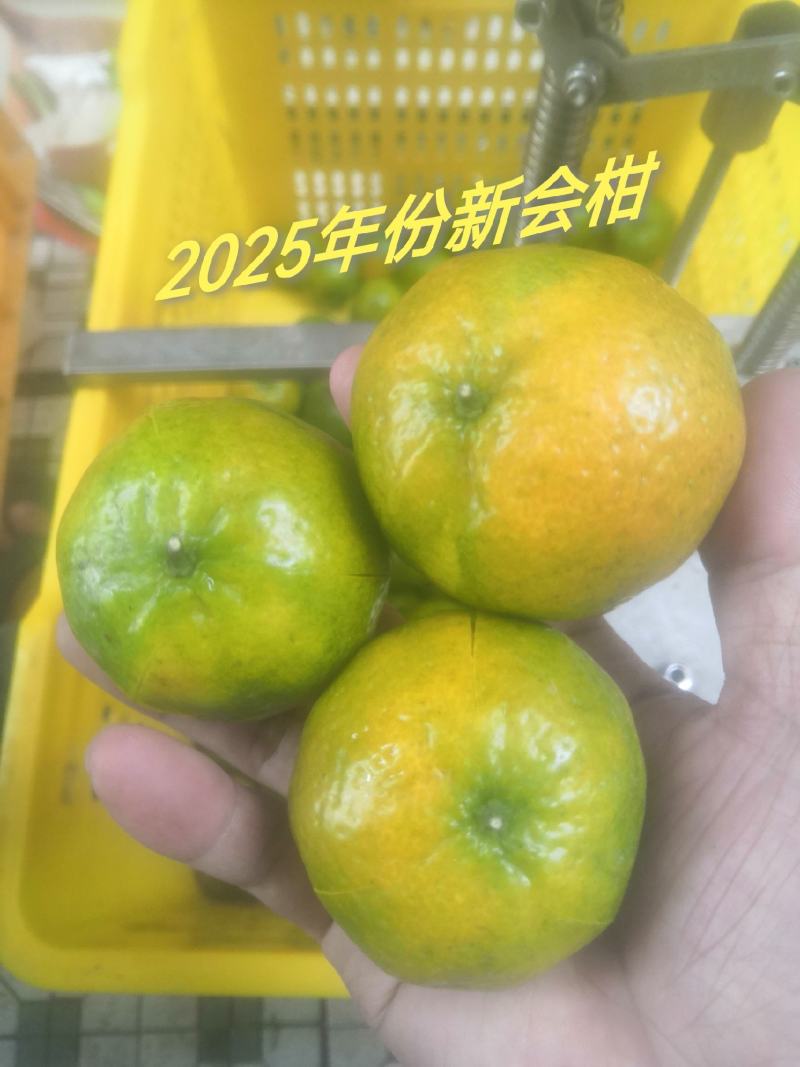 新会陈皮.