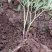 芍药，庭院绿化种植甘肃省定西市临洮县