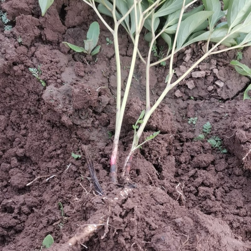 芍药，庭院绿化种植甘肃省定西市临洮县