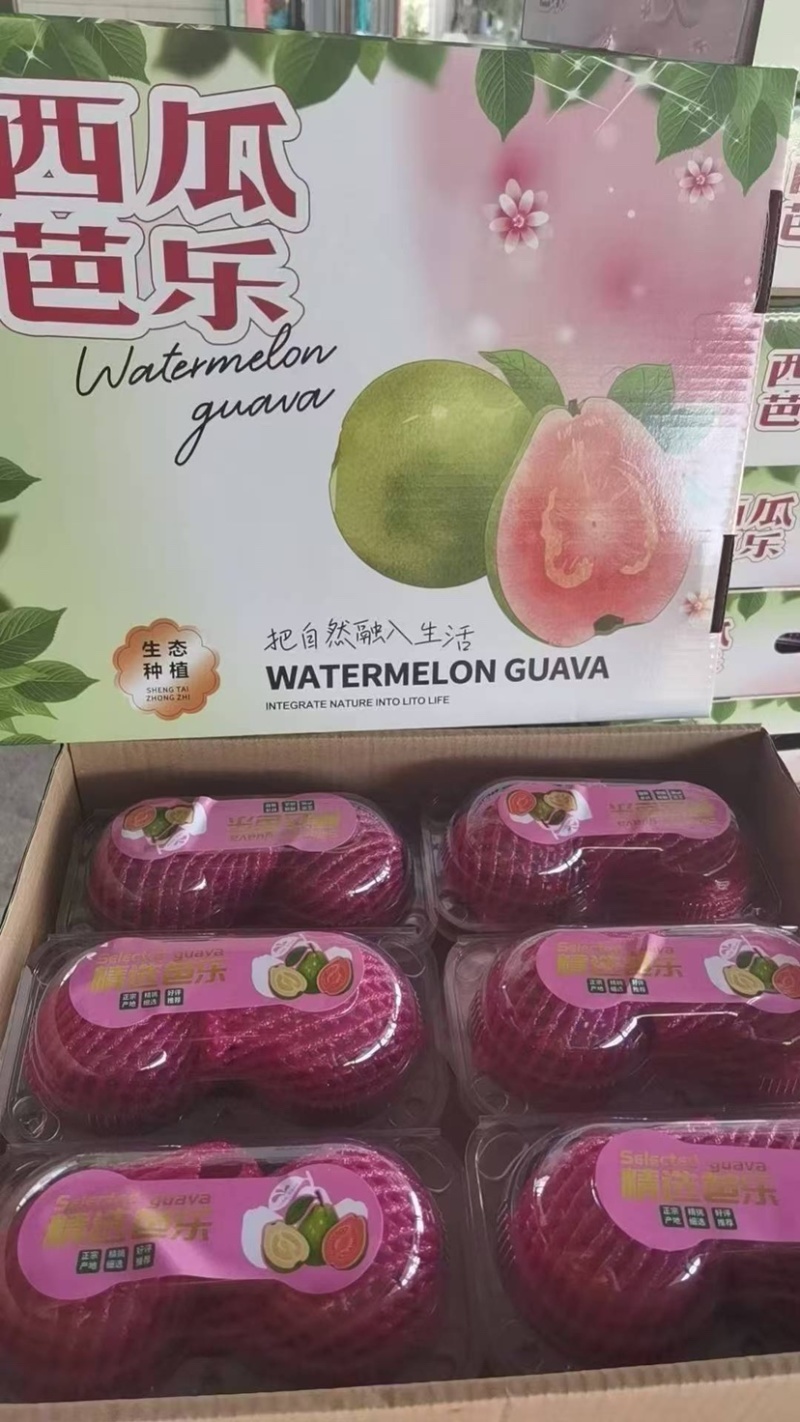 红心芭乐脆甜奶油都有支持产地代办整车直发供应批发市场