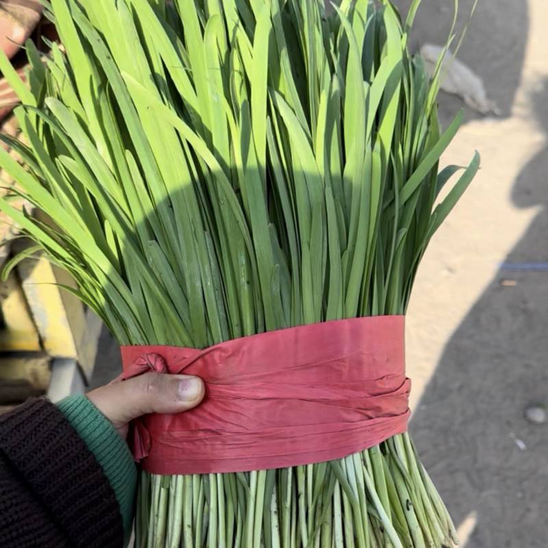 乐亭棚菜上市，需要联系