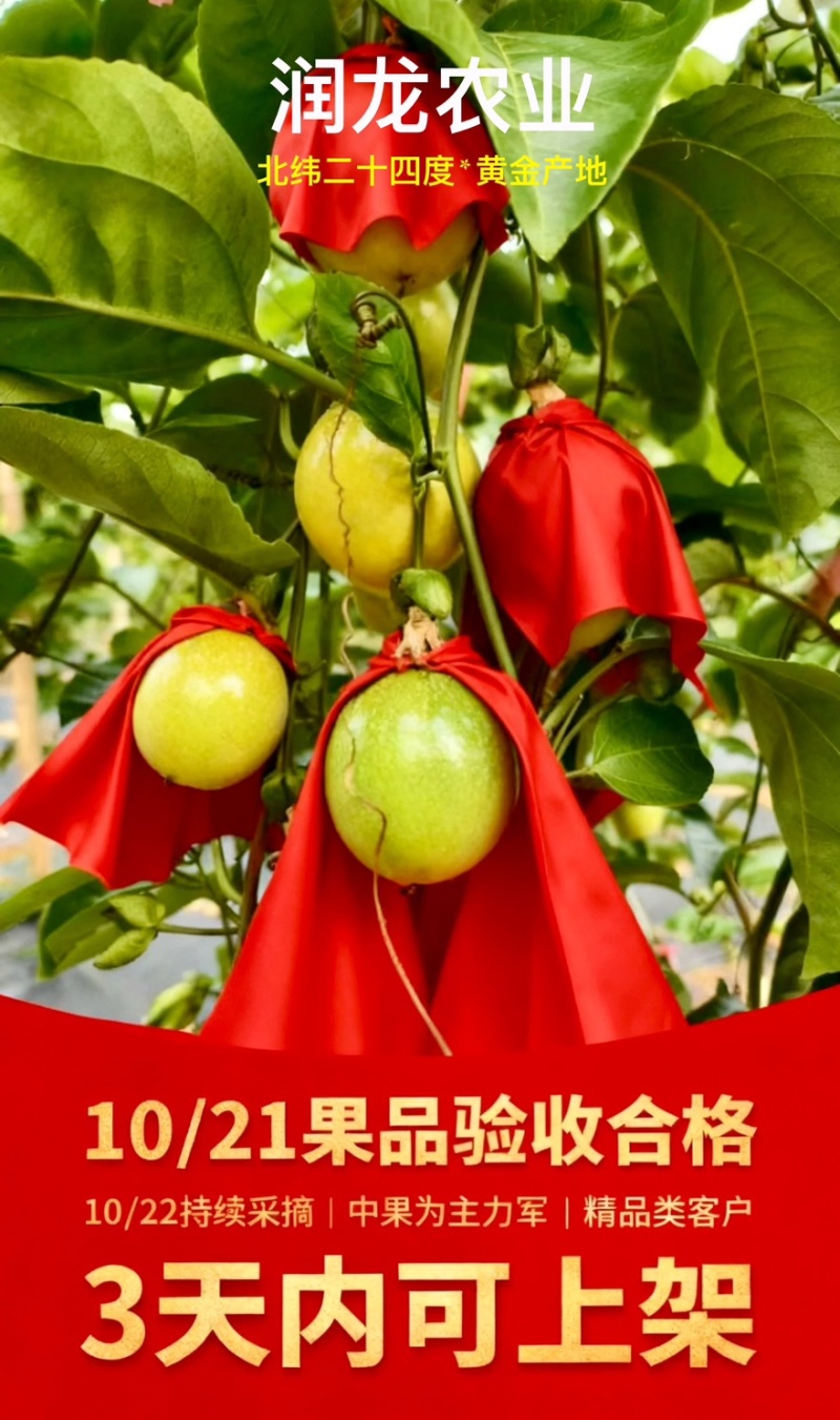 广东本地*钦蜜9号黄金百香果