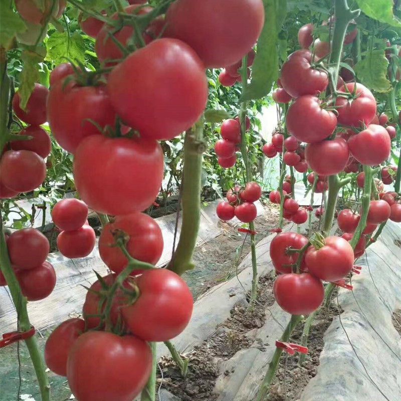 绵蔬金圆宝101大红果番茄种子F1早熟扁圆形无青肩自封顶