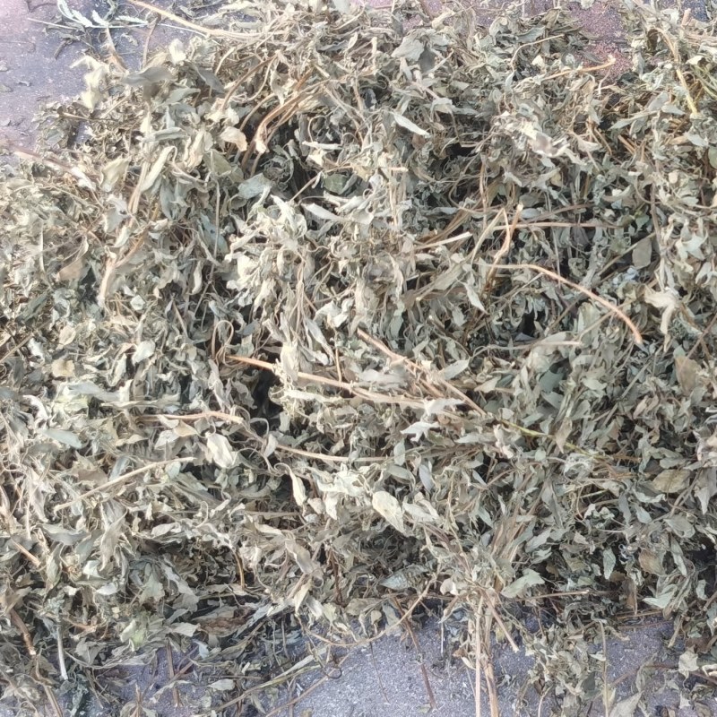 潮汕金不换罗勒天然晒干源头直发