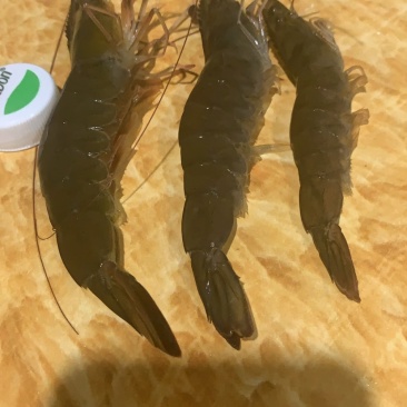 湛江南美白对虾，冰虾，液冻虾