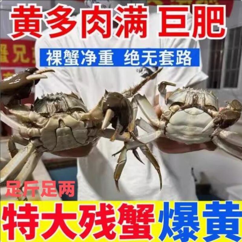 【精品九指蟹】大闸蟹残蟹断脚螃蟹残次蟹全母蟹礼盒装顺丰包
