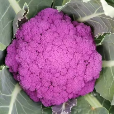 紫色花椰菜