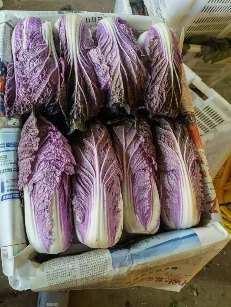 紫白菜