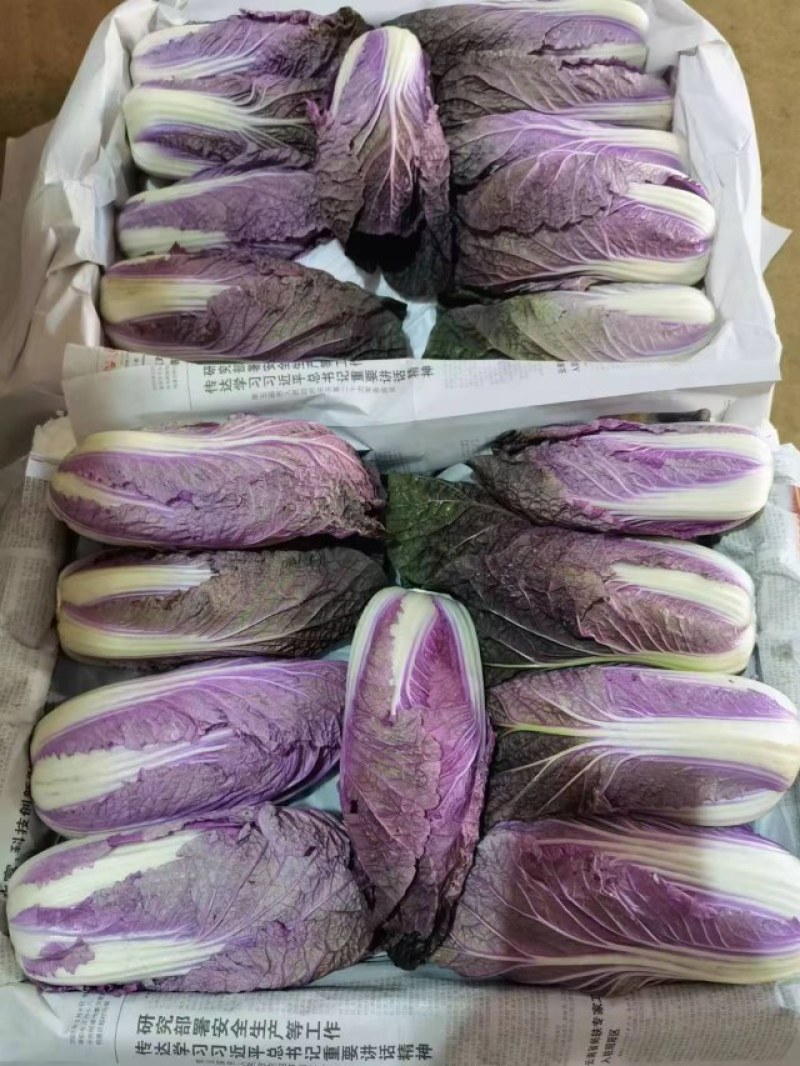 紫白菜