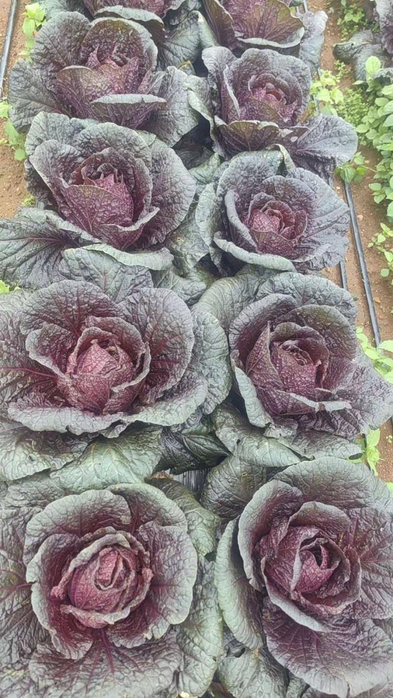 紫白菜