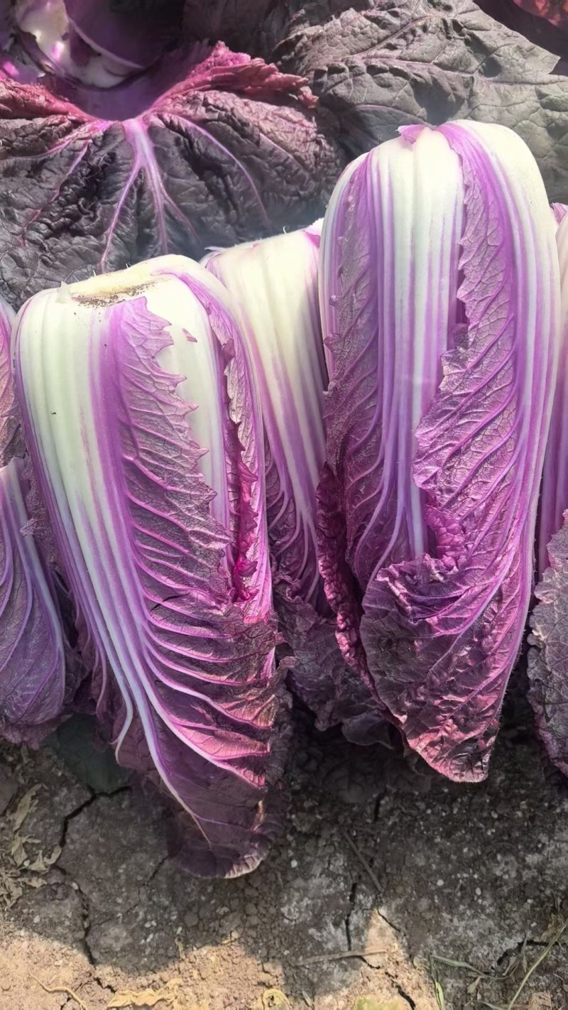紫白菜