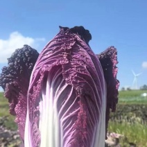 紫白菜