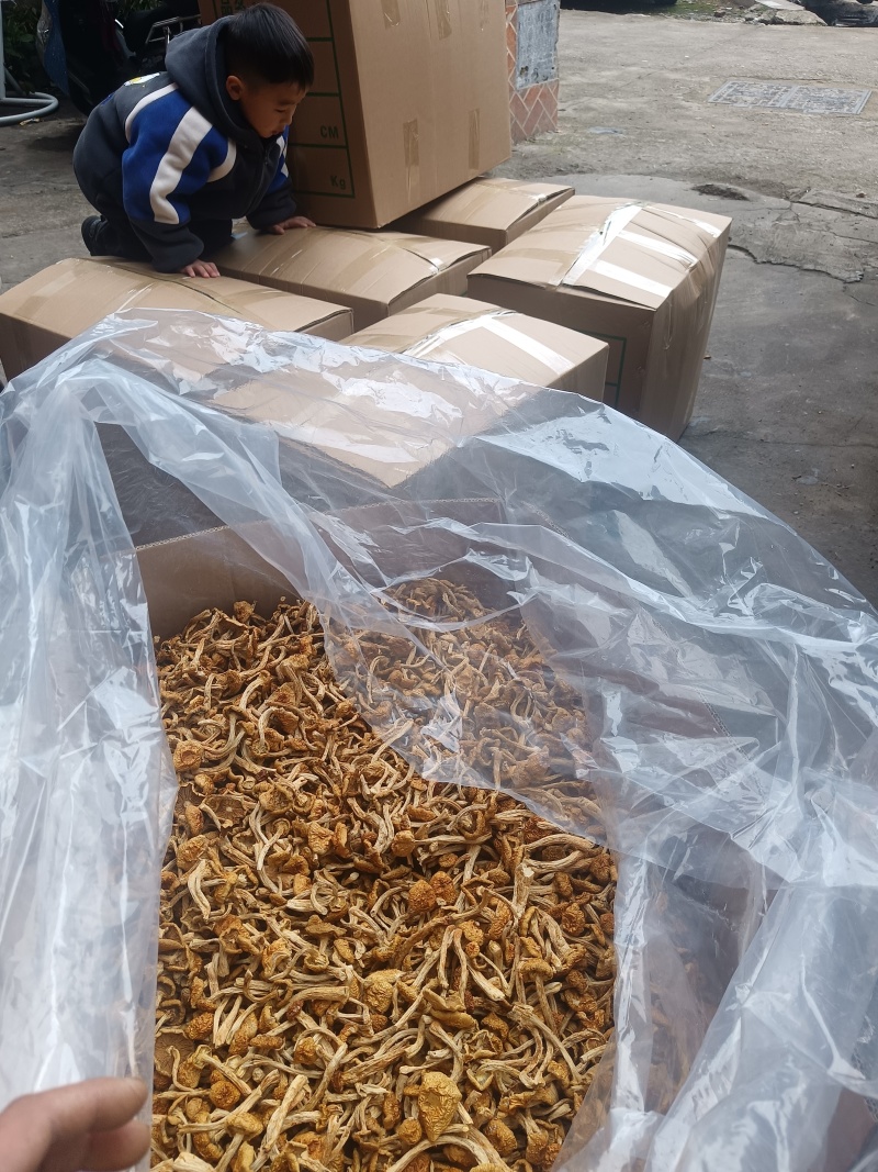 精品去根滑子菇，滑子蘑，福建古田食用菌批发市场