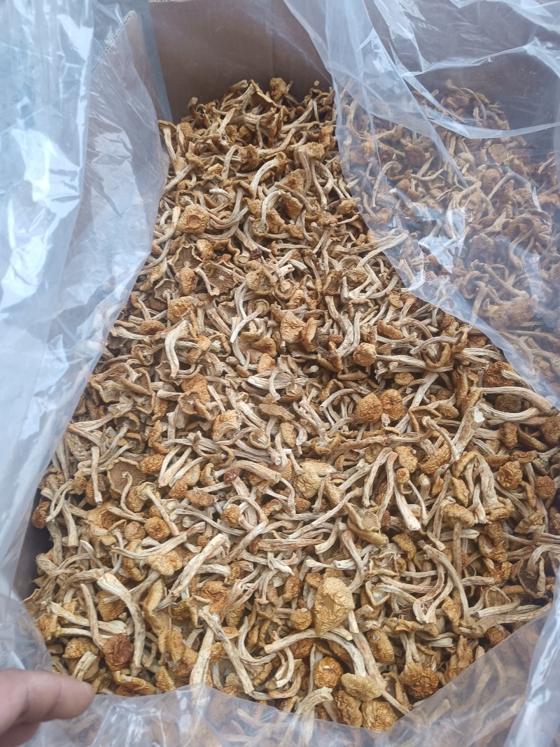 精品去根滑子菇，滑子蘑，福建古田食用菌批发市场
