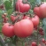 粉霸水果风味番茄种子早熟大果西红柿四季口感种籽高产蔬菜种