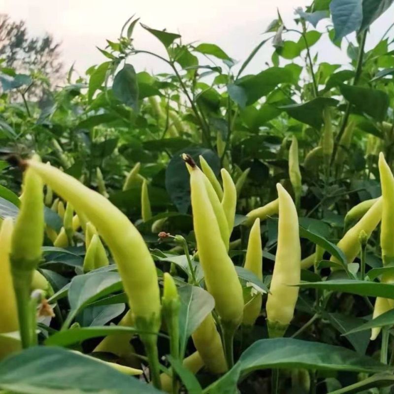 腌渍椒8号泡椒辣椒种子黄白皮耐热高产辣椒种籽皮薄肉脆蔬菜