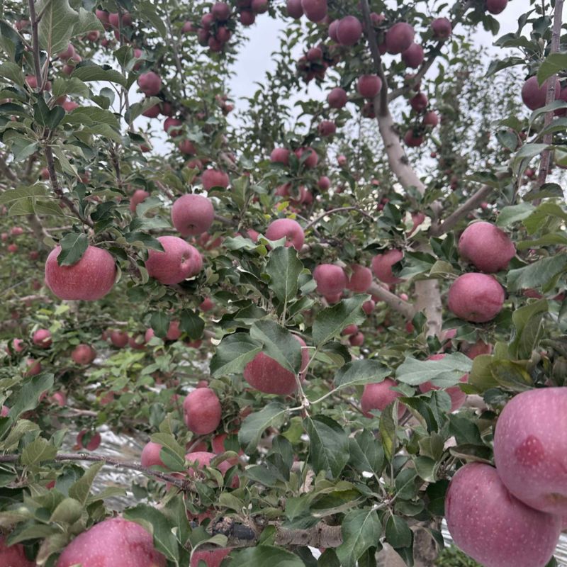 甘肃红富士苹果大量上市。颜色红，品质好。
