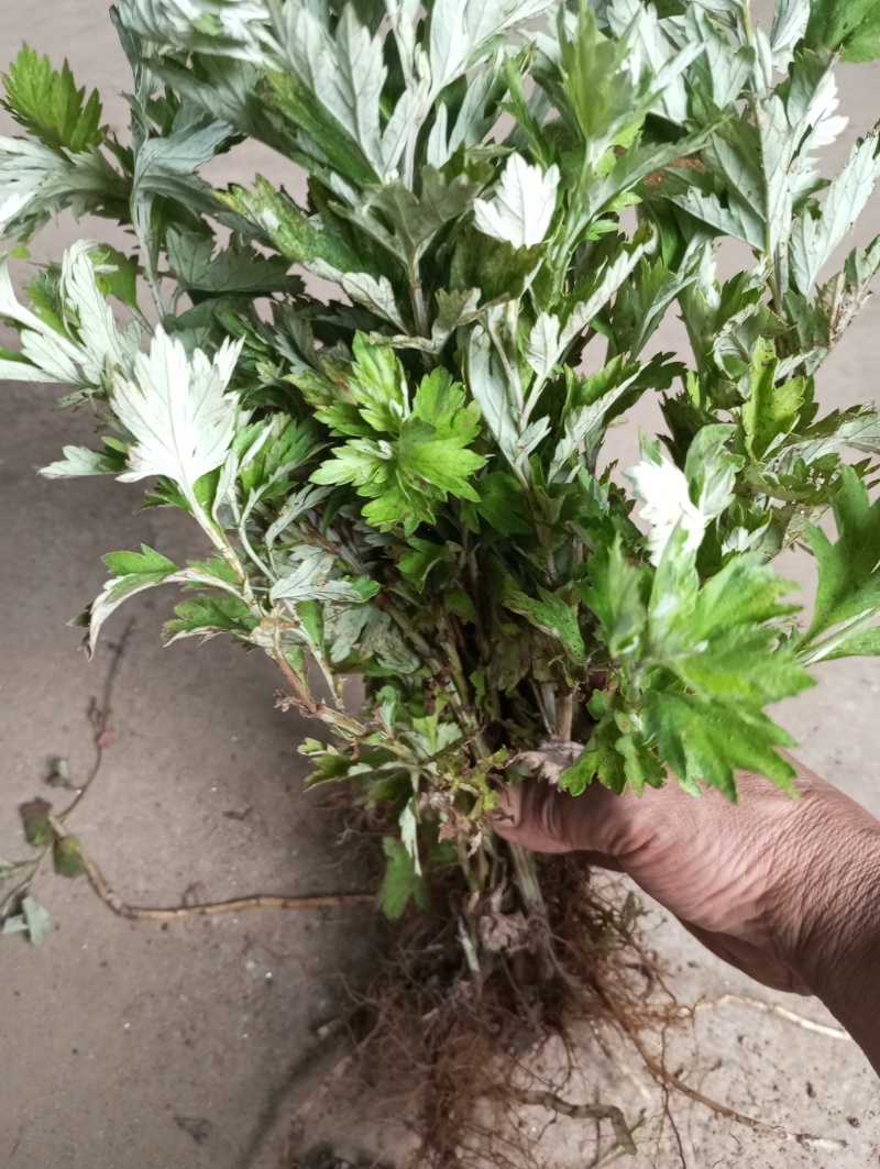 艾草苗宛艾中草药地栽盆栽驱蚊庭院景观大叶艾现挖全程技术指