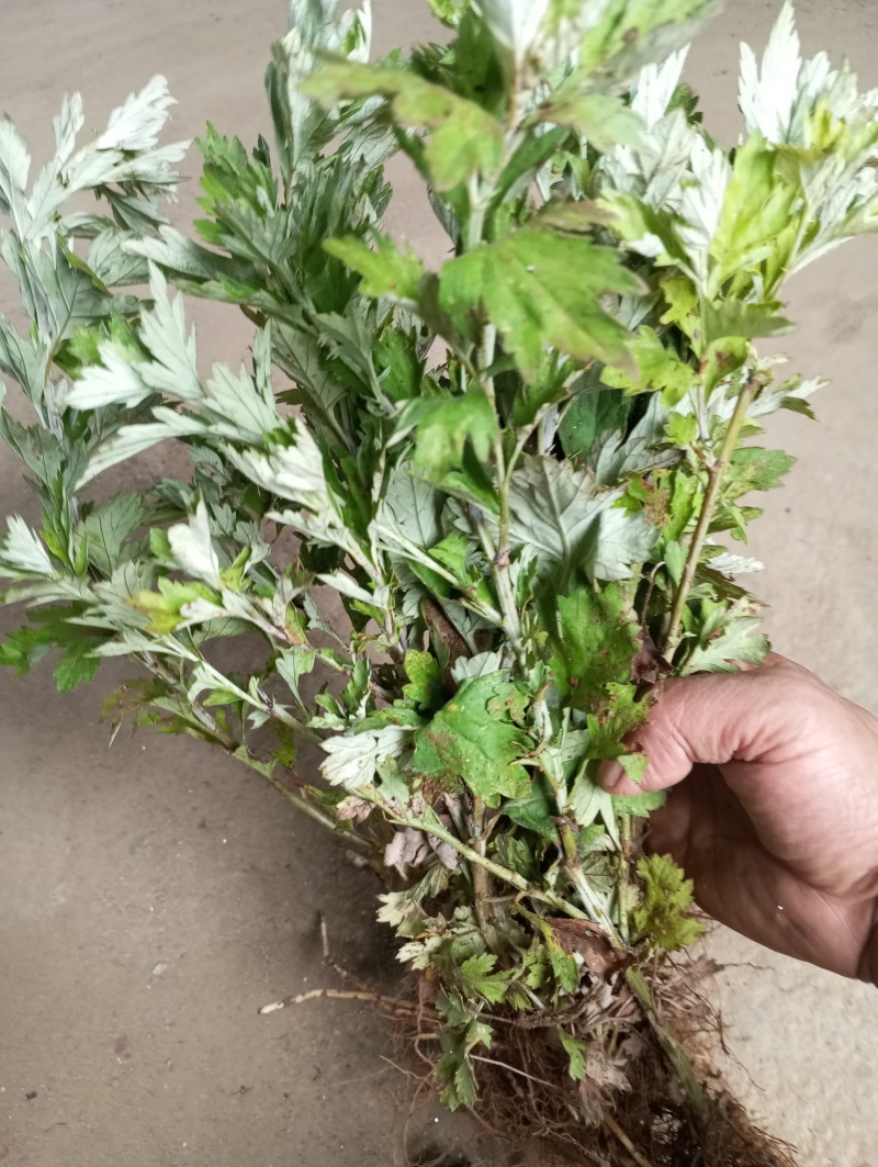 艾草苗宛艾中草药地栽盆栽驱蚊庭院景观大叶艾现挖全程技术指